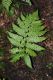 image of Dryopteris goldiana