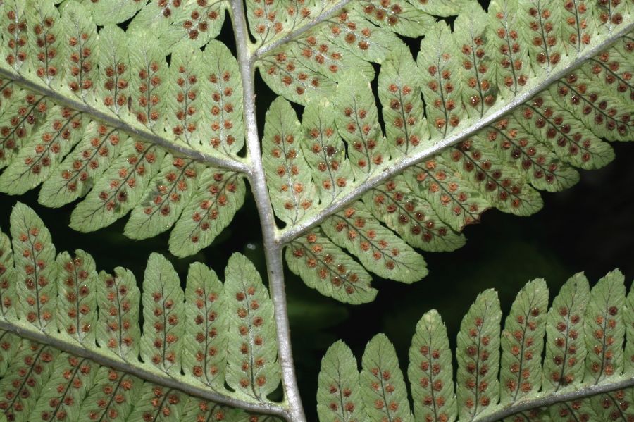 Dryopteridaceae Dryopteris goldiana