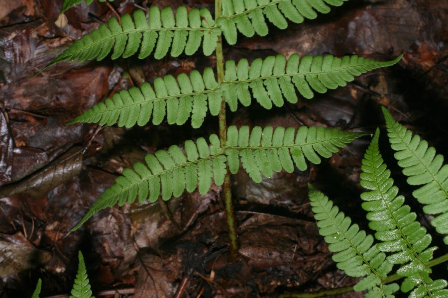 Dryopteridaceae Dryopteris marginalis