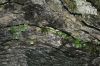 image of Asplenium ruta-muraria