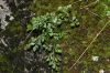 image of Asplenium ruta-muraria