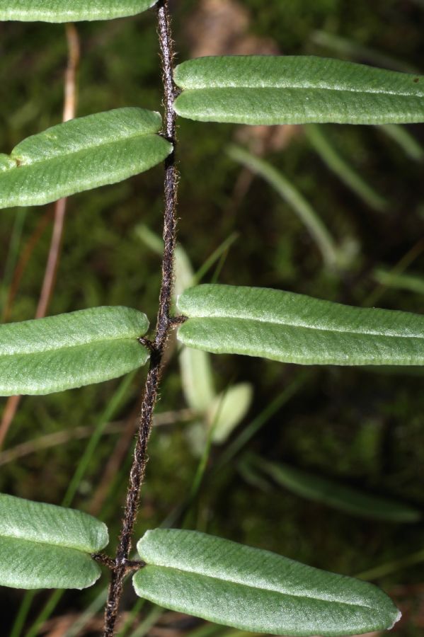 Pteridaceae Pellaea atropurpurea