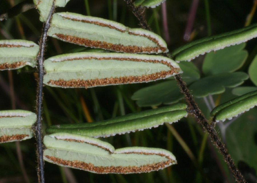 Pteridaceae Pellaea atropurpurea