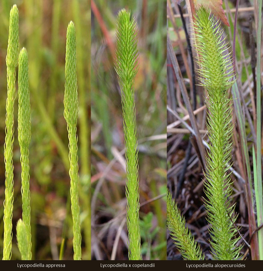 Lycopodiaceae Lycopodiella copelandii