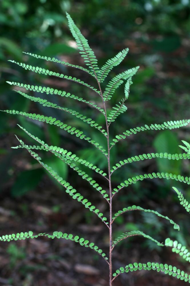 Pteridaceae Adiantum serratodentatum