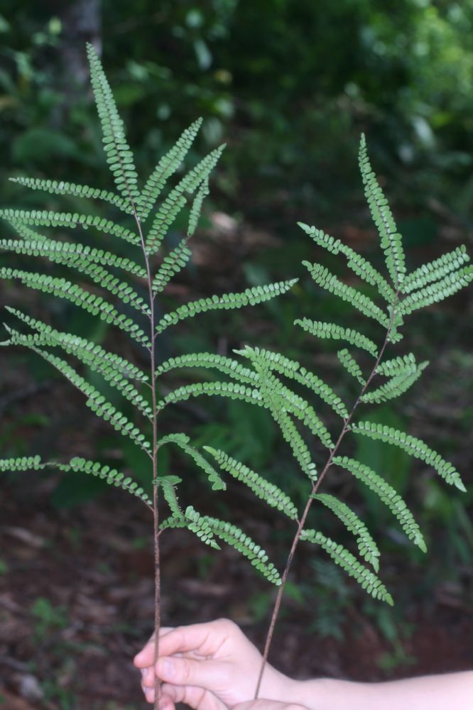 Pteridaceae Adiantum serratodentatum