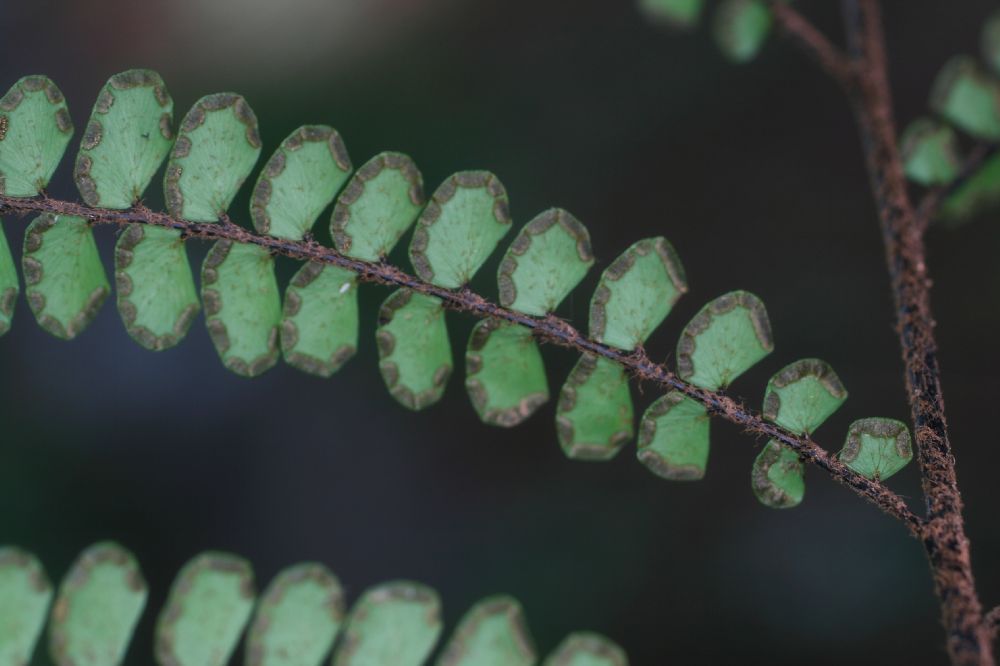 Pteridaceae Adiantum serratodentatum