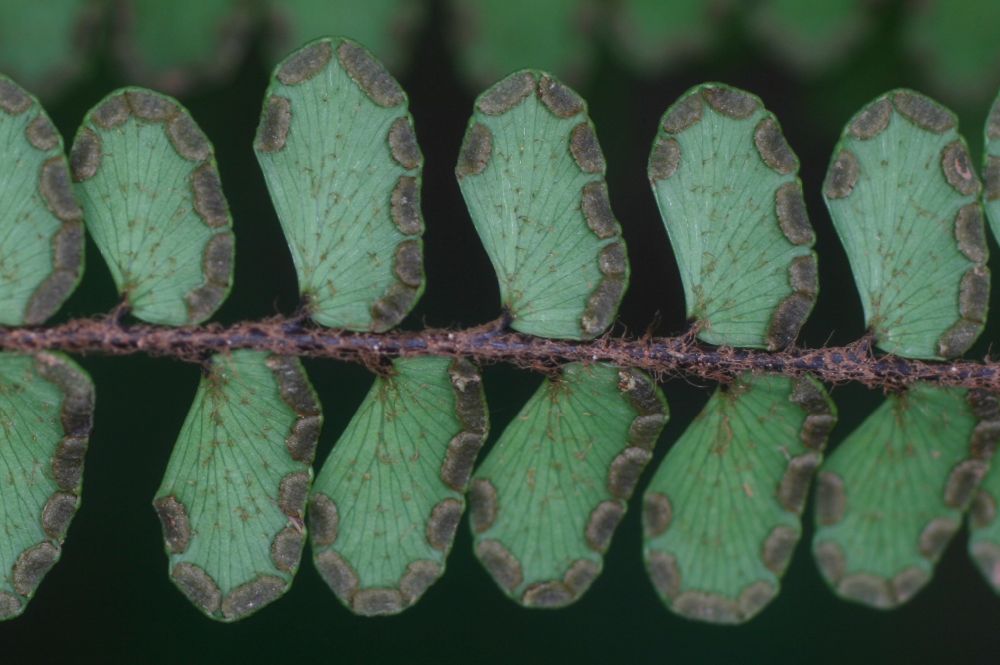 Pteridaceae Adiantum serratodentatum