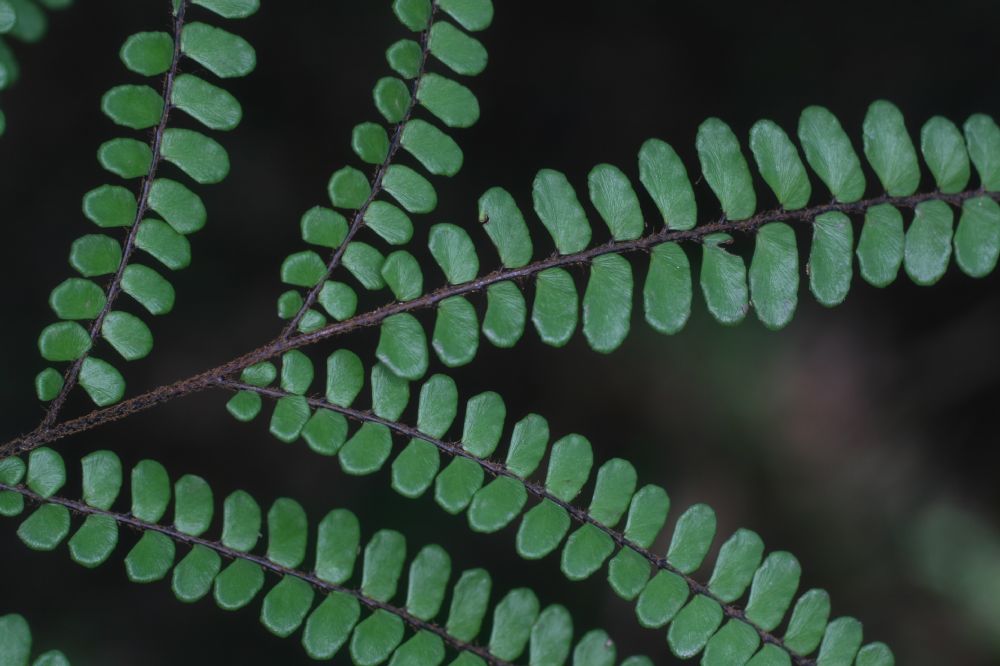 Pteridaceae Adiantum serratodentatum