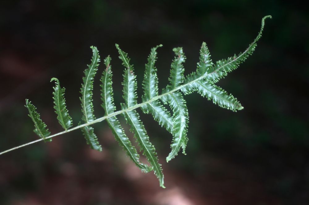 Hymenophyllaceae Trichomanes pinnatum