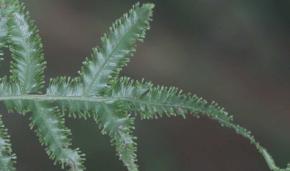 Hymenophyllaceae Trichomanes pinnatum