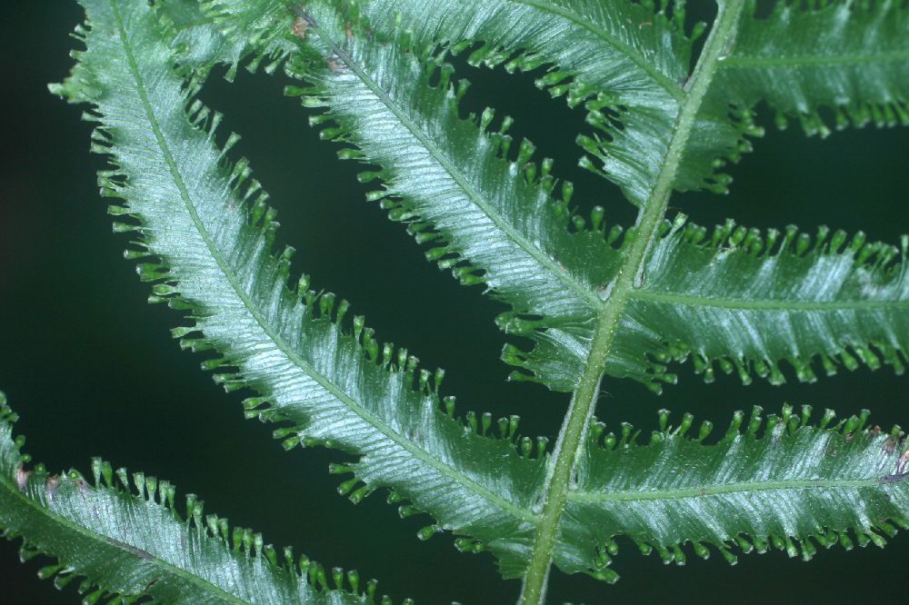 Hymenophyllaceae Trichomanes pinnatum