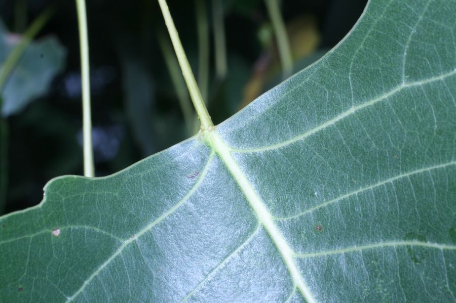 Salicaceae Populus deltoides