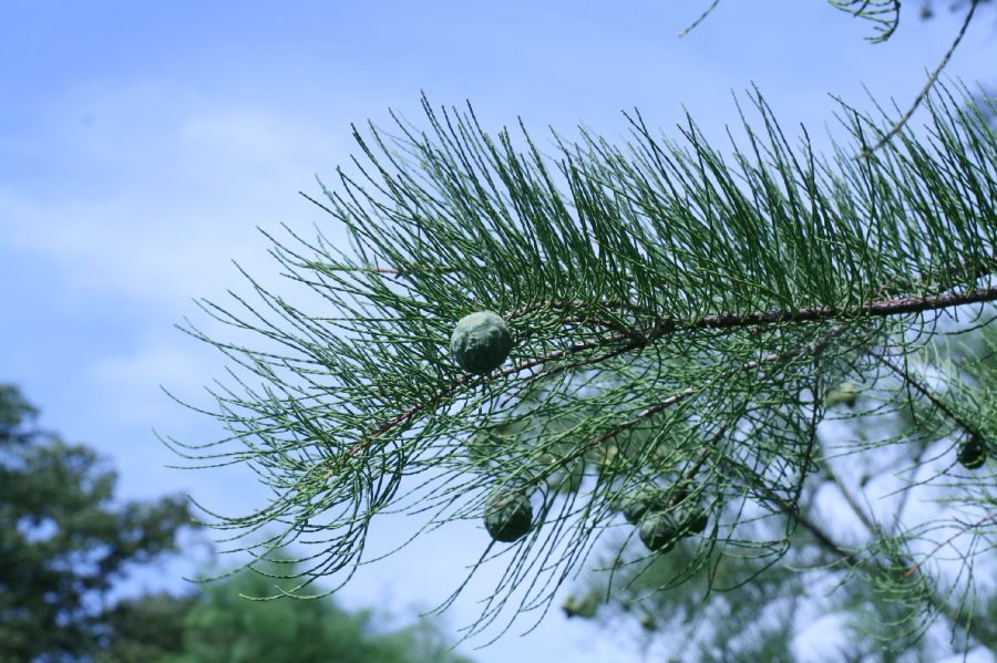 Cupressaceae Taxodium ascendens