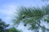 image of Taxodium ascendens