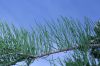 image of Taxodium ascendens