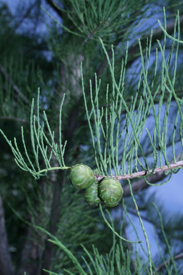 Cupressaceae Taxodium ascendens