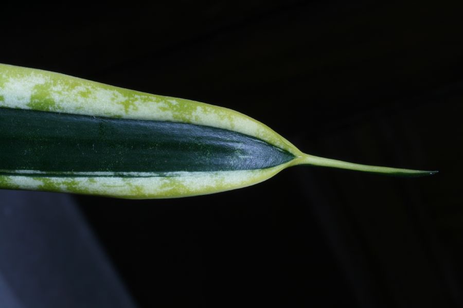 Asparagaceae Sansevieria trifasciata