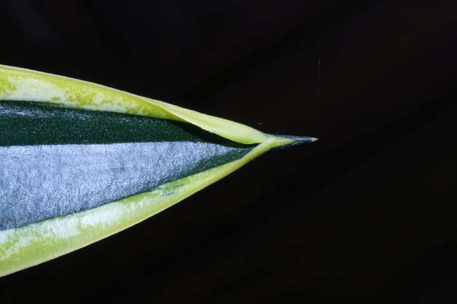 Asparagaceae Sansevieria trifasciata