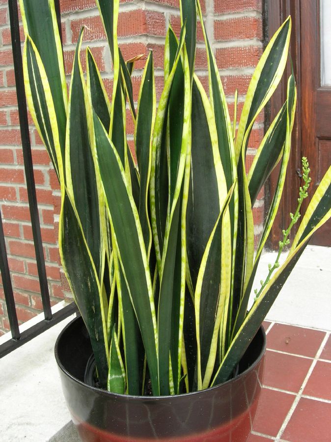 Asparagaceae Sansevieria trifasciata