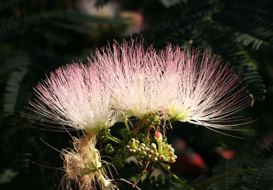 Fabaceae Albizia julibrissin