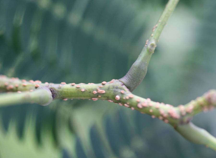 Fabaceae Albizia julibrissin