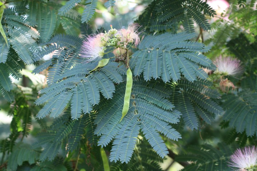 Fabaceae Albizia julibrissin