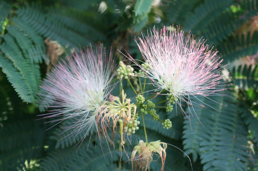 Fabaceae Albizia julibrissin