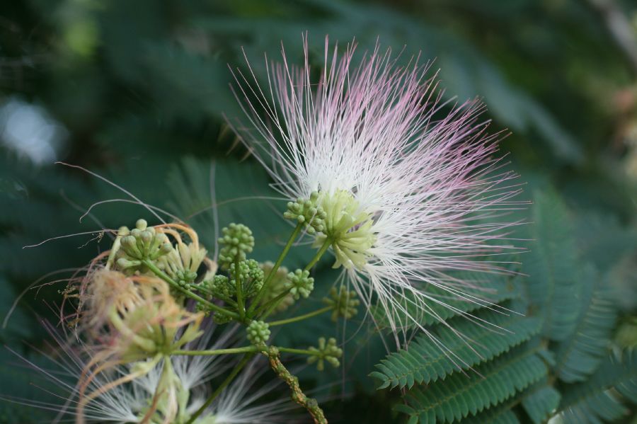 Fabaceae Albizia julibrissin