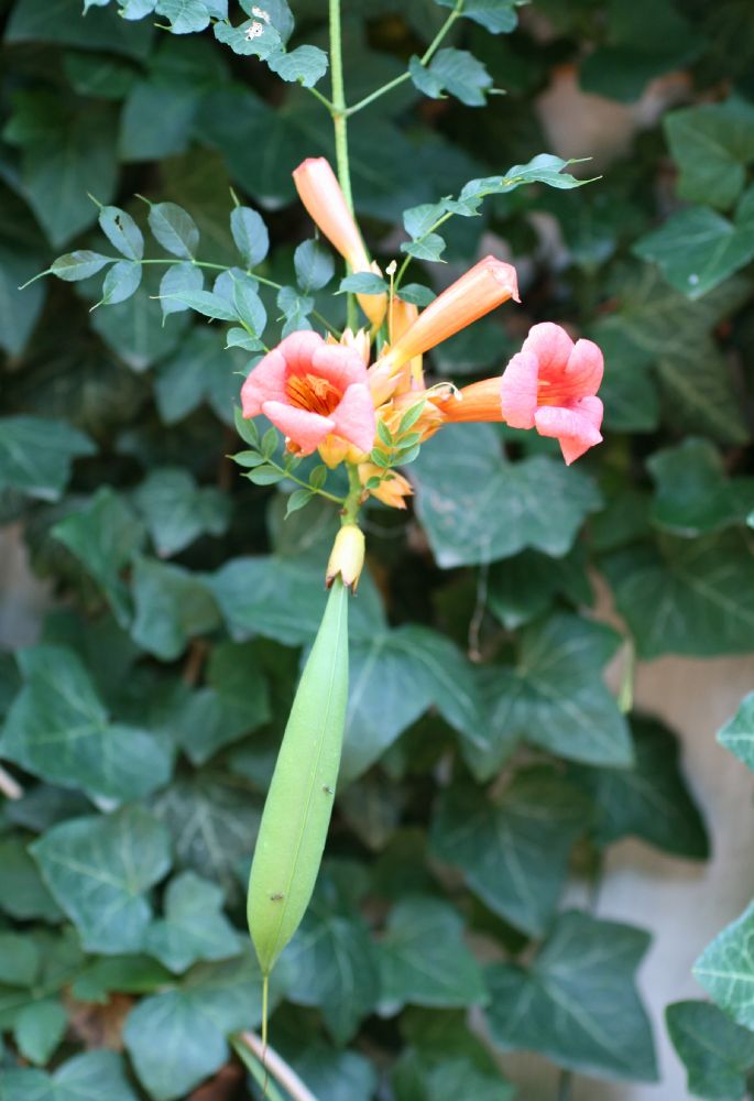 Bignoniaceae Campsis radicans