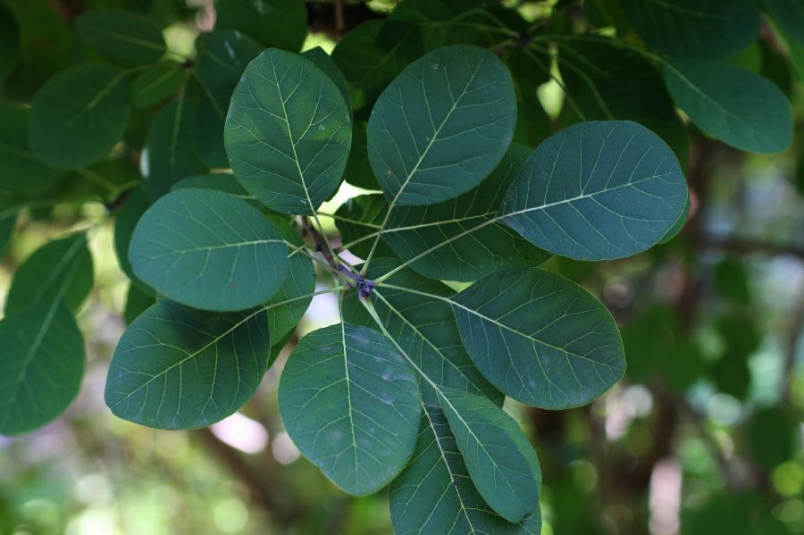 Anacardiaceae Cotinus obovatus