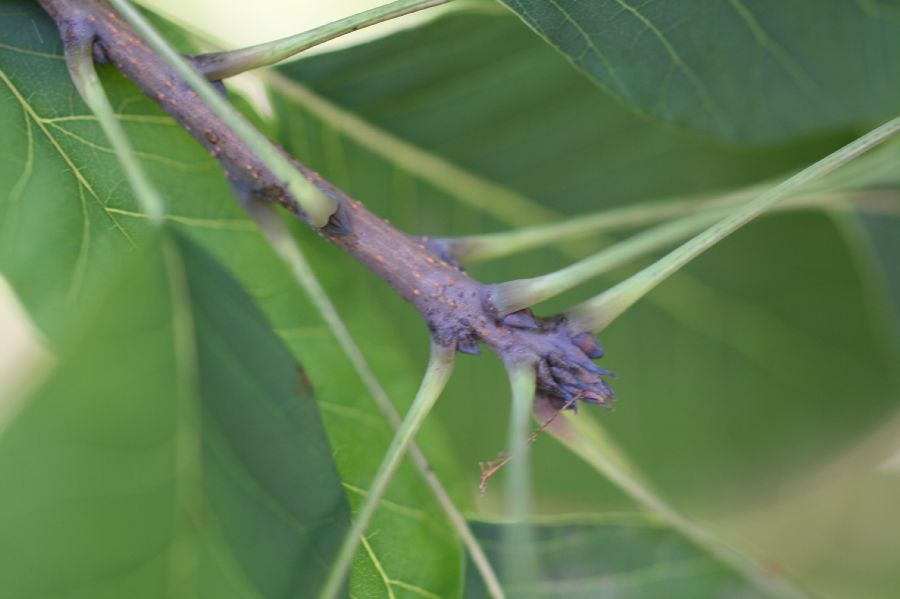 Anacardiaceae Cotinus obovatus