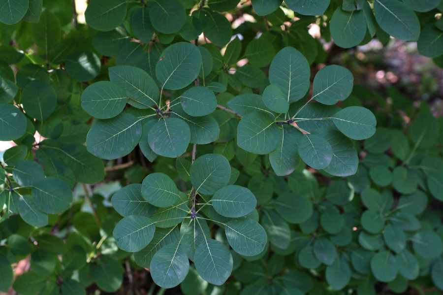 Anacardiaceae Cotinus obovatus