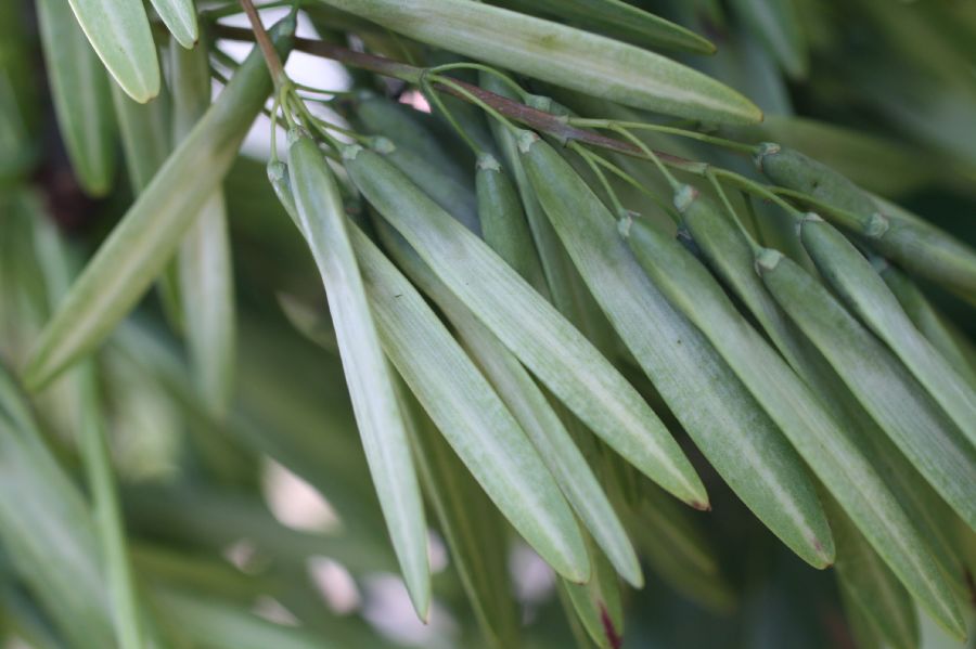 Oleaceae Fraxinus americana