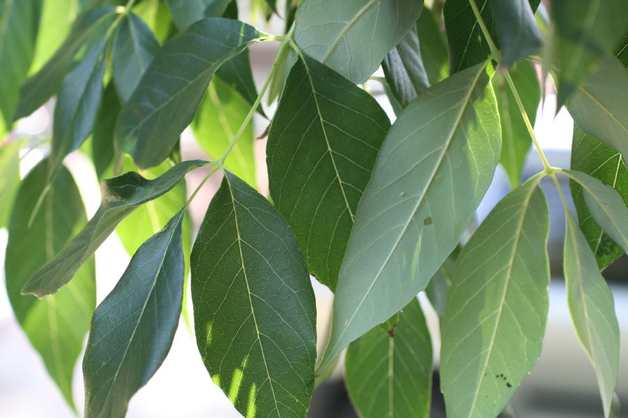 Oleaceae Fraxinus americana