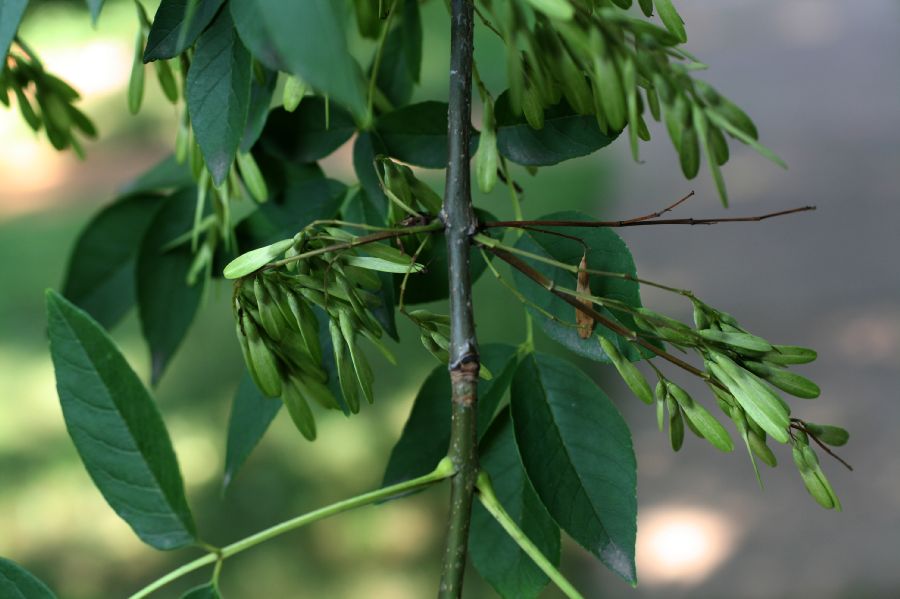 Oleaceae Fraxinus americana