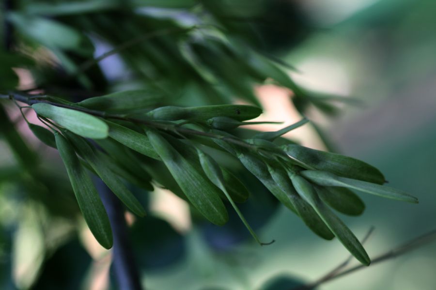 Oleaceae Fraxinus americana