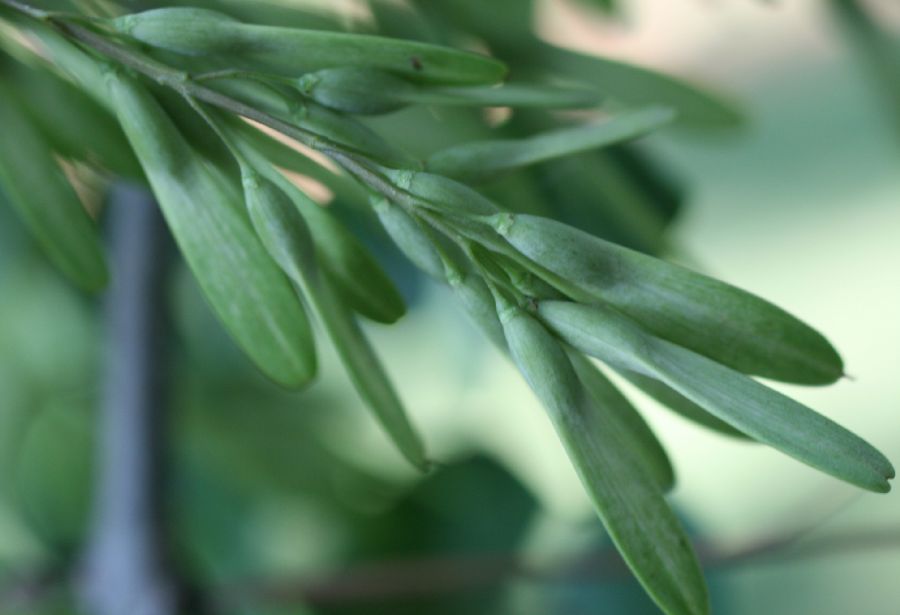 Oleaceae Fraxinus americana