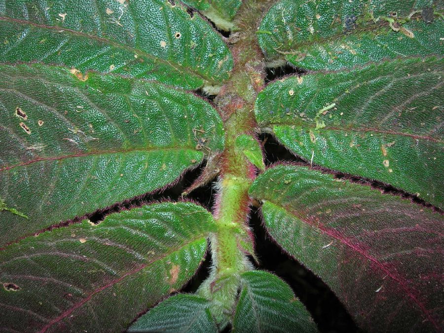 Gesneriaceae Columnea 