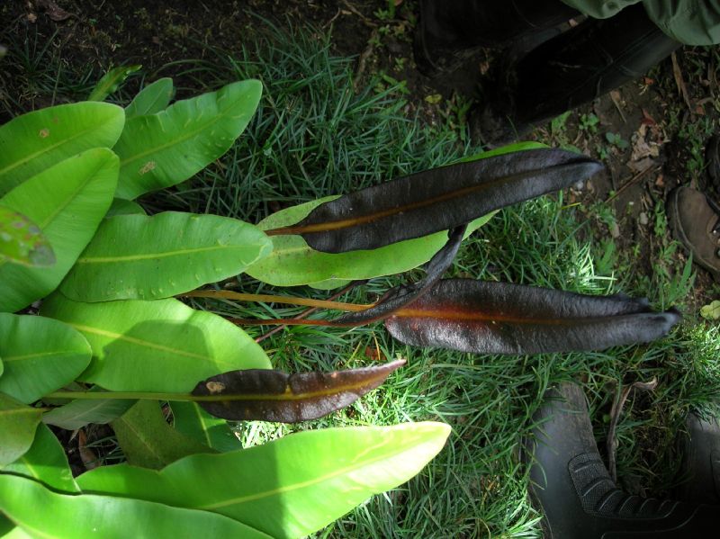 Dryopteridaceae Elaphoglossum latifolium