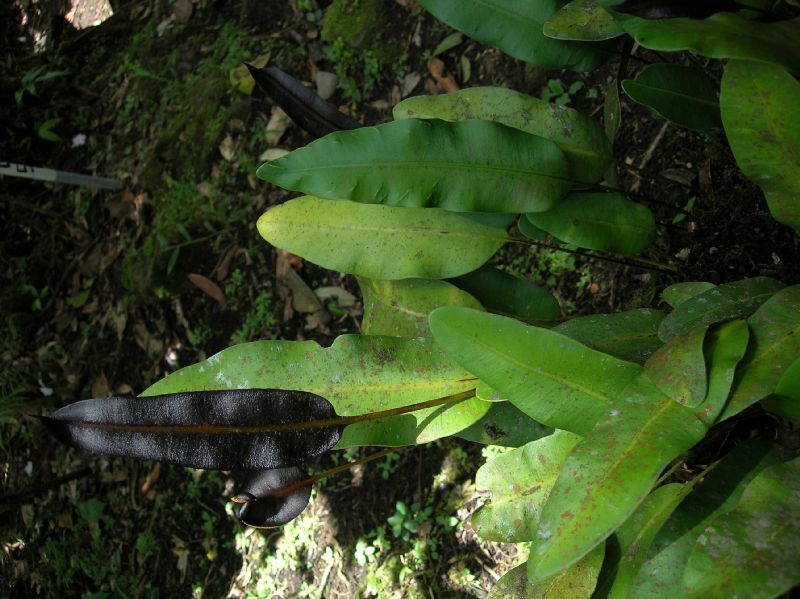 Dryopteridaceae Elaphoglossum latifolium