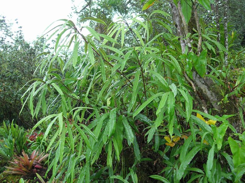 Oleandraceae Oleandra costaricensis