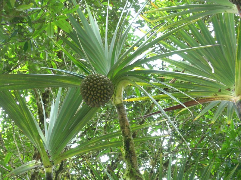 Pandanaceae Pandanus utilis