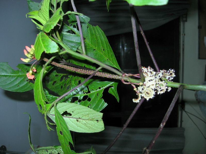 Cleomaceae Podandrogyne decipiens