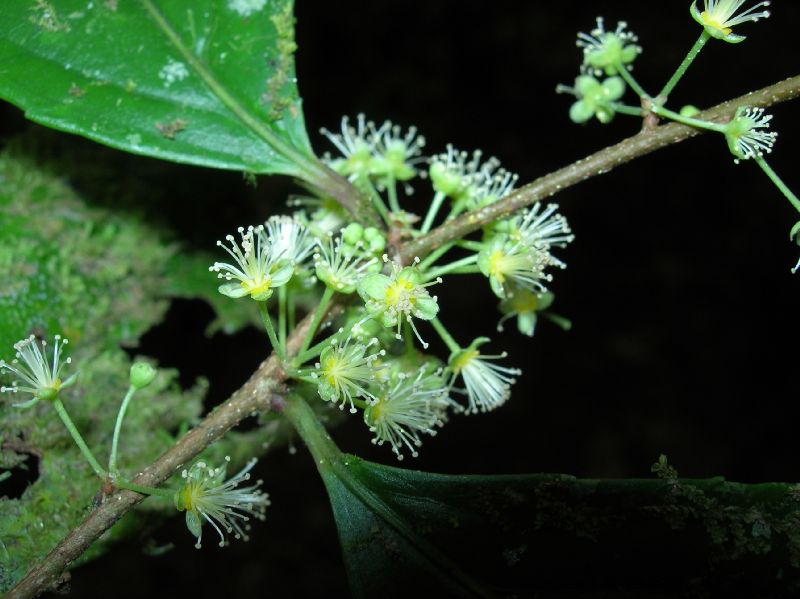 Salicaceae Xylosma 