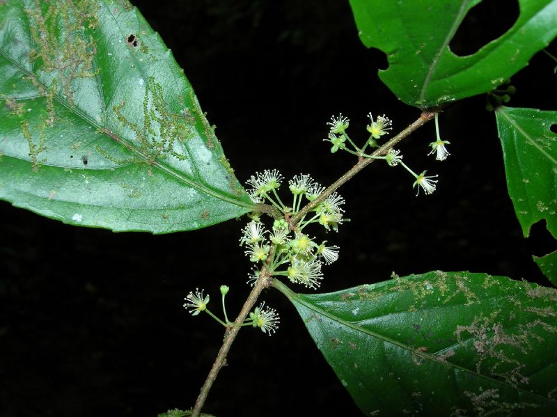 Salicaceae Xylosma 