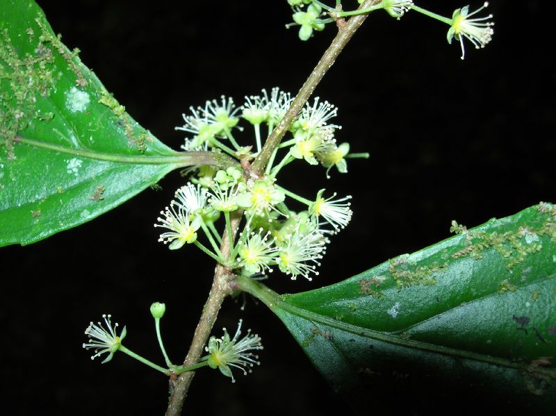 Salicaceae Xylosma 