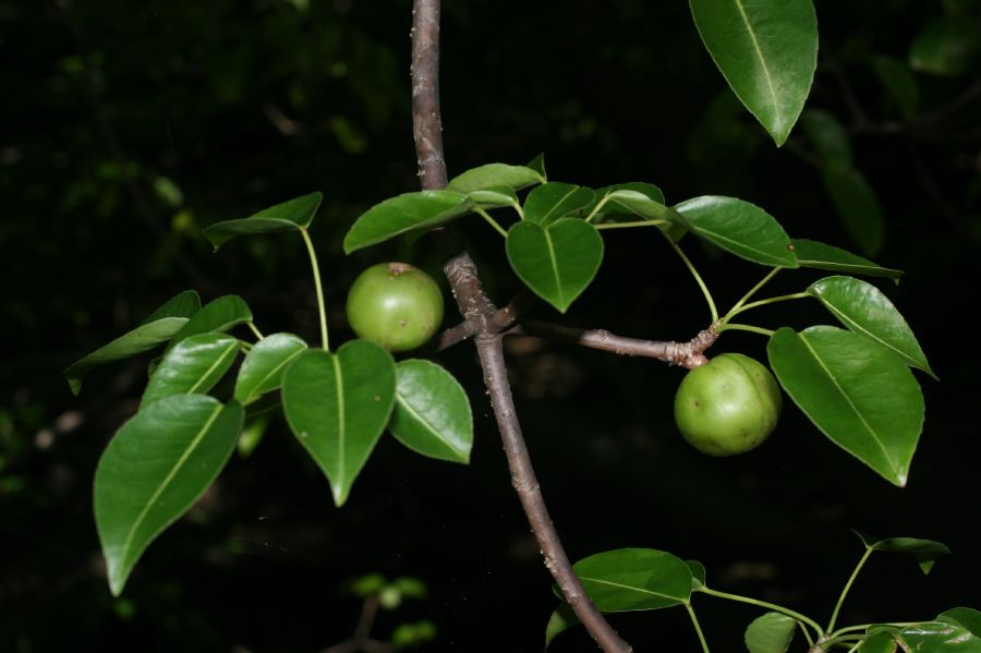 Euphorbiaceae Hippomane mancinella