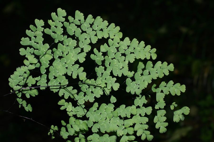 Pteridaceae Adiantum andicola