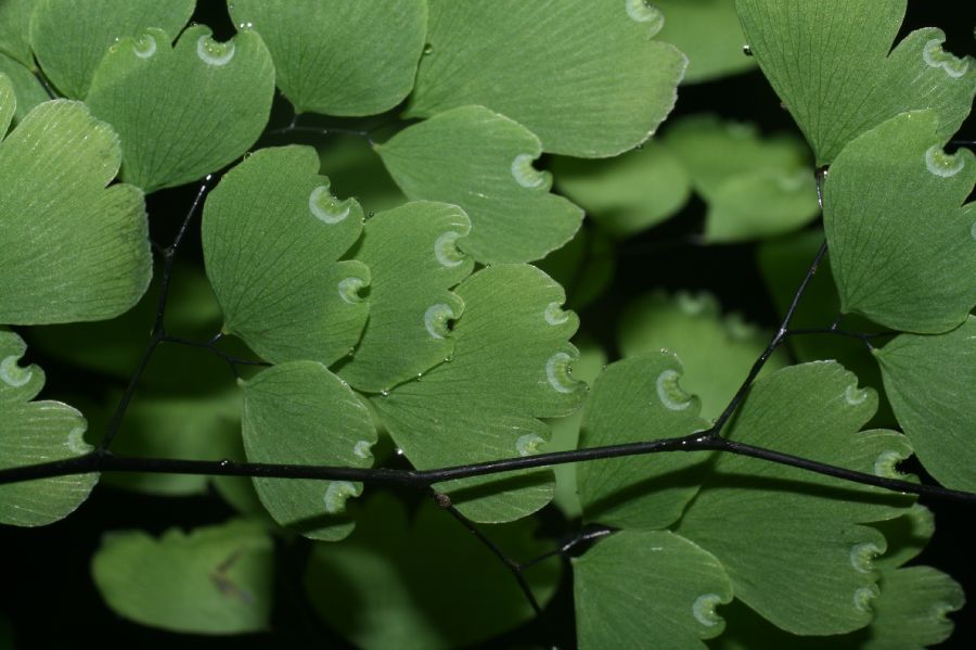 Pteridaceae Adiantum andicola